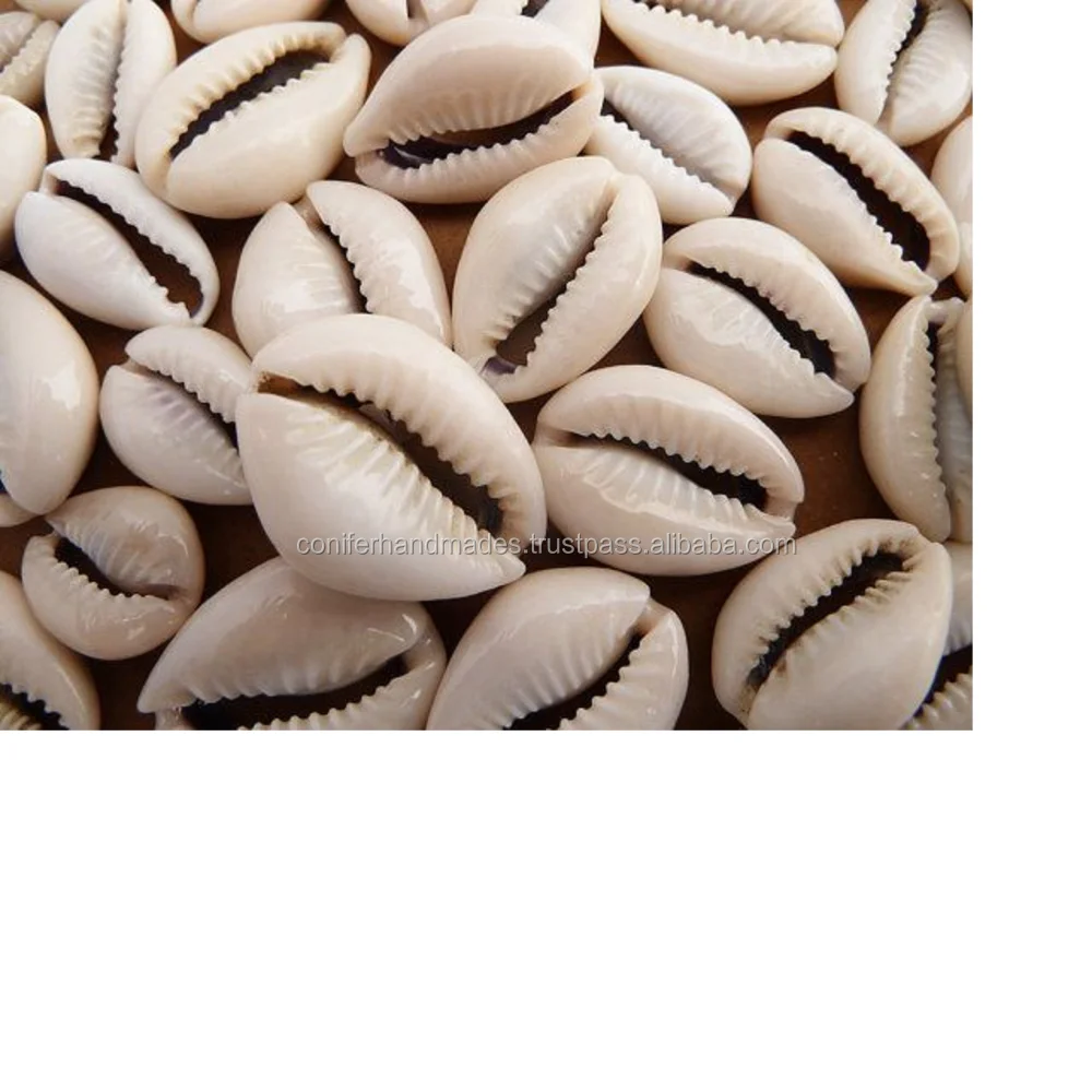 custom made natural cowrie shells in assorted shapes and sizes suitable for jewellery designers, art and crafts