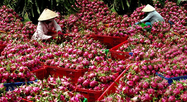 thanh-long-1503840909249.jpg