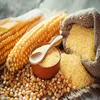 White Corn Grain,Yellow and Red Maize Corn