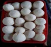 WHITE COCONUT KENREL (Ms. Vivian +84 357122035)
