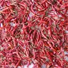 Byadgi Chilli Providers
