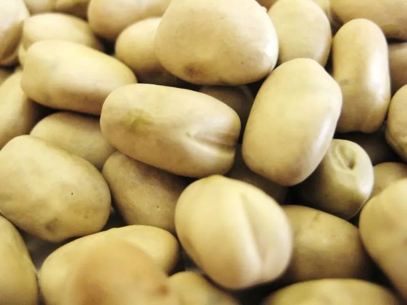 broad bean/horse bean/fava bean.