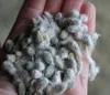 High Quality Organic Cotton Seeds, Cotton Seed Oil, Cottonseeds
