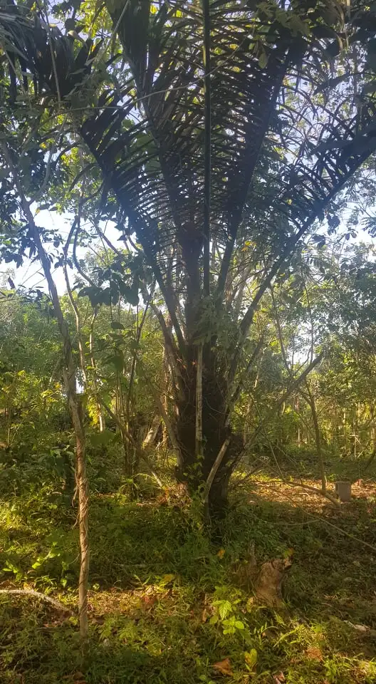 
Own or Lease Cool Climate Land in Cavite Philippines near Tagaytay 