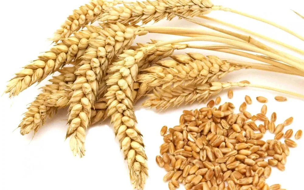 premium quality wheat grains for export