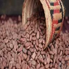 High Grade Dried Raw Cocoa Beans for Sale