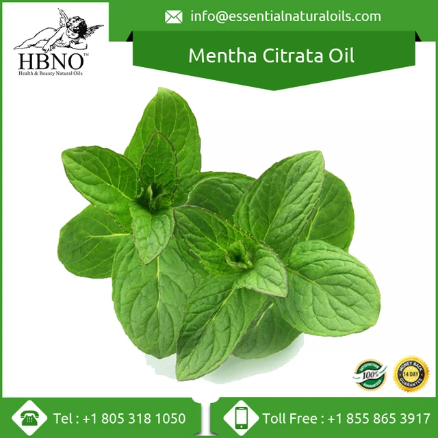 mentha citrata oil