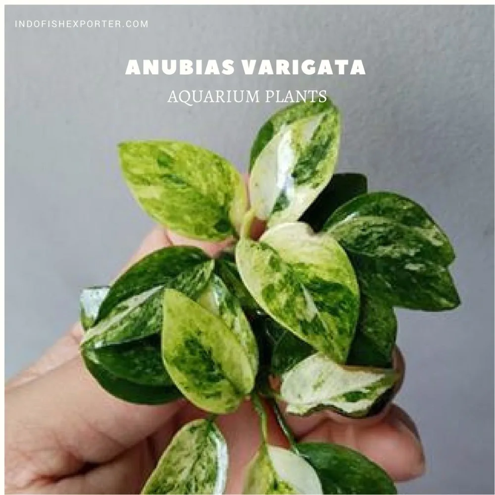  Anubias Varigata  Plantas de Acuario En Vivo 