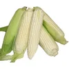 Grade "A" Quality White & Yellow Maize For Sale