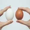 /product-detail/fresh-chicken-eggs-white-brown-for-sale-cheap-now-62000823987.html