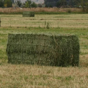 Lucerne Bales Nz