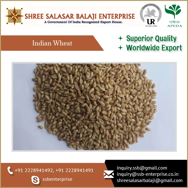 Premium Quality Large Grain Whole Wheat At Reliable Price Buy Wheat