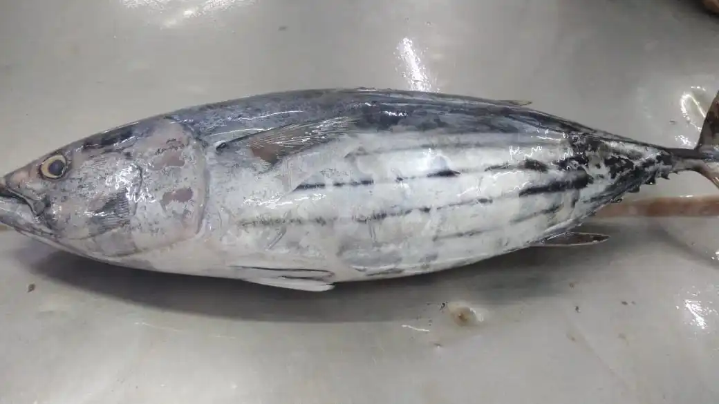 SKIPJACK TUNA.jpg