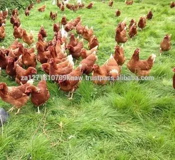 Live Chickens 45 Days Buy Broiler Chickens For Salechicken Farm List 45 Days Product On Alibabacom