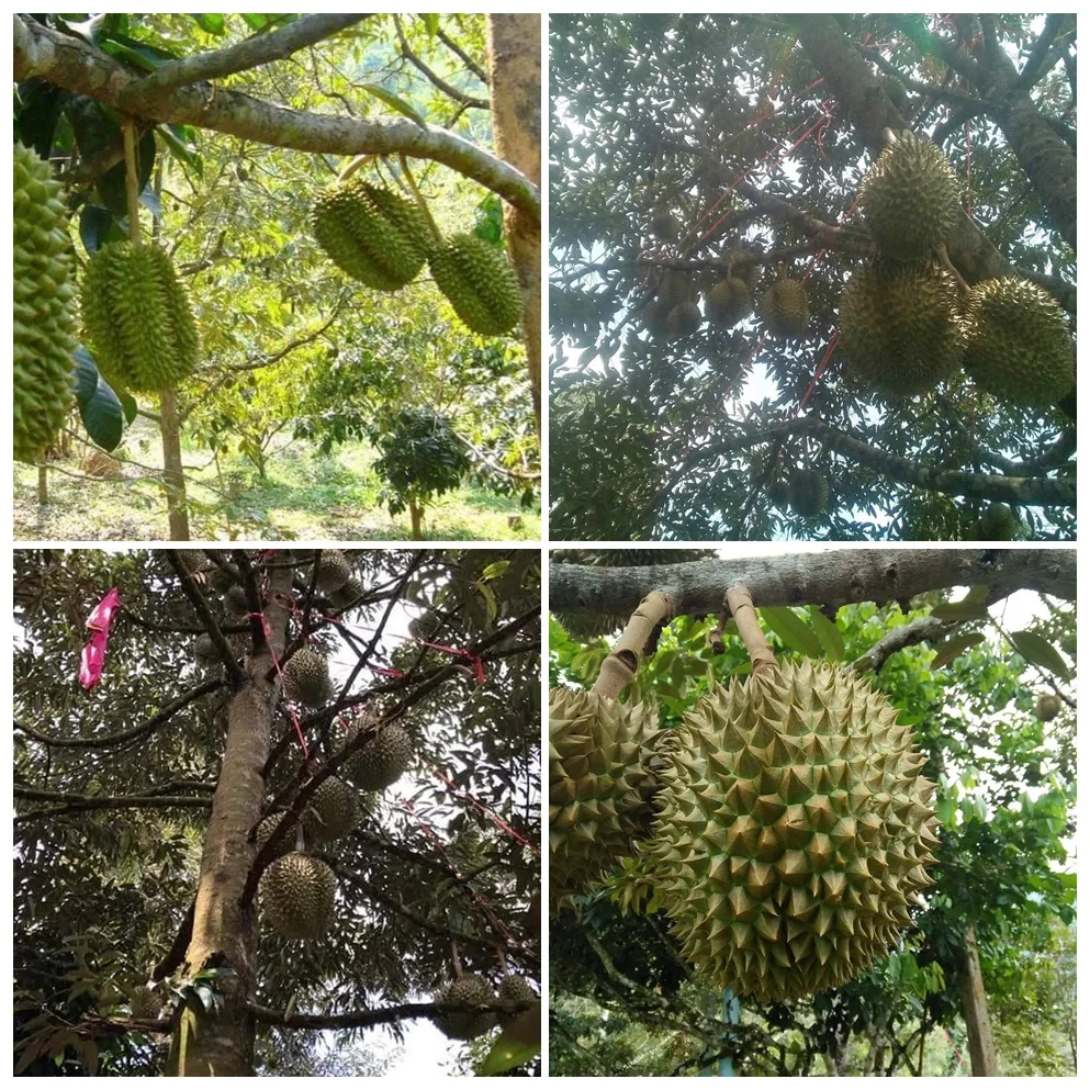 
Fresh Durian from Thailand Quality A and B , Fresh Durian fruits for sale 