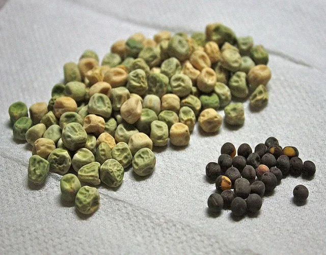 Экспериментатор измельчил семена гороха добавил слюну. Зеленые семена. Морщинистые семена гороха. Маленькие зеленоватые семена. Круглые зелёные семена.