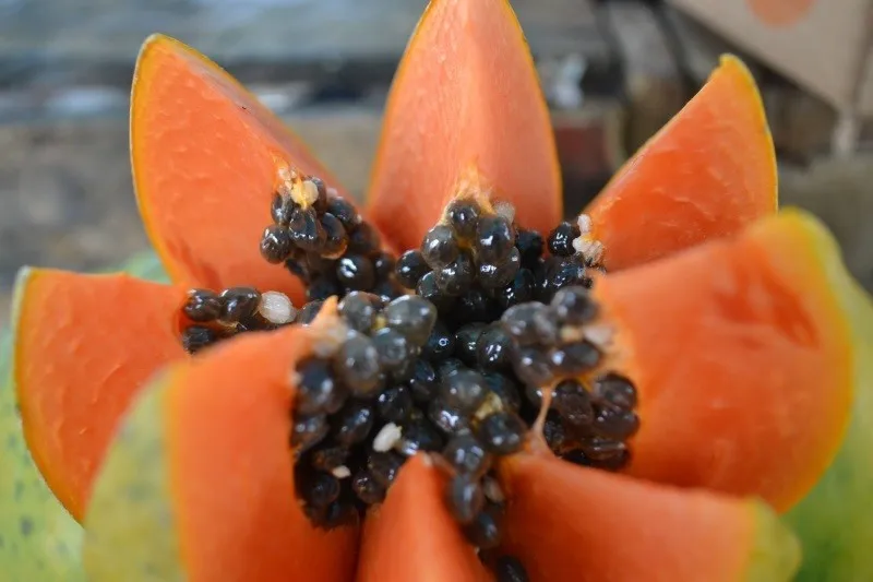 Organic Dried Papaya Seeds Black /pawpaw Seeds For Physical In Vietnam