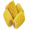 Dry Maize/Dried Yellow Corn/Dried Sweet Corn Best Price Competitive Price