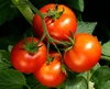 fresh tomato color / fresh tomato specifications / fresh tomato packing