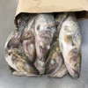 Japanese Cod Fish Suppliers Frozen Fresh Pacific Cod 300-400g With Reasonable Price