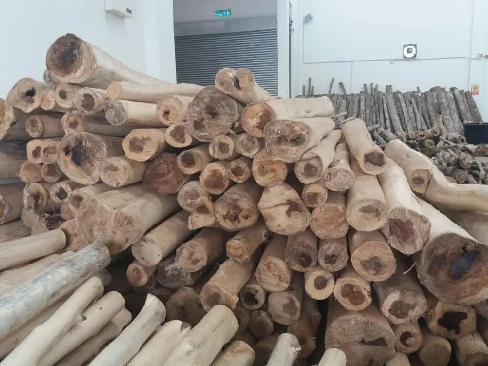
Cultivated Malaysia Agar_wood Wood Logs with Skin Removed 
