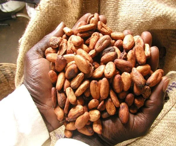 Wholesales Cocoa Beans Buy Cocoa Beans For Sale,Ghana Cocoa Beans,Cocoa Beans For Sale Product