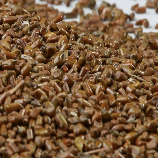 cassia-tora-seed.jpeg