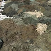 Exporter and Supplier Copper Sludge