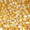 Yellow Corn/Maize for Animal Feed / Yellow Corn For Poultry Feed