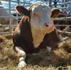 Angus cattle