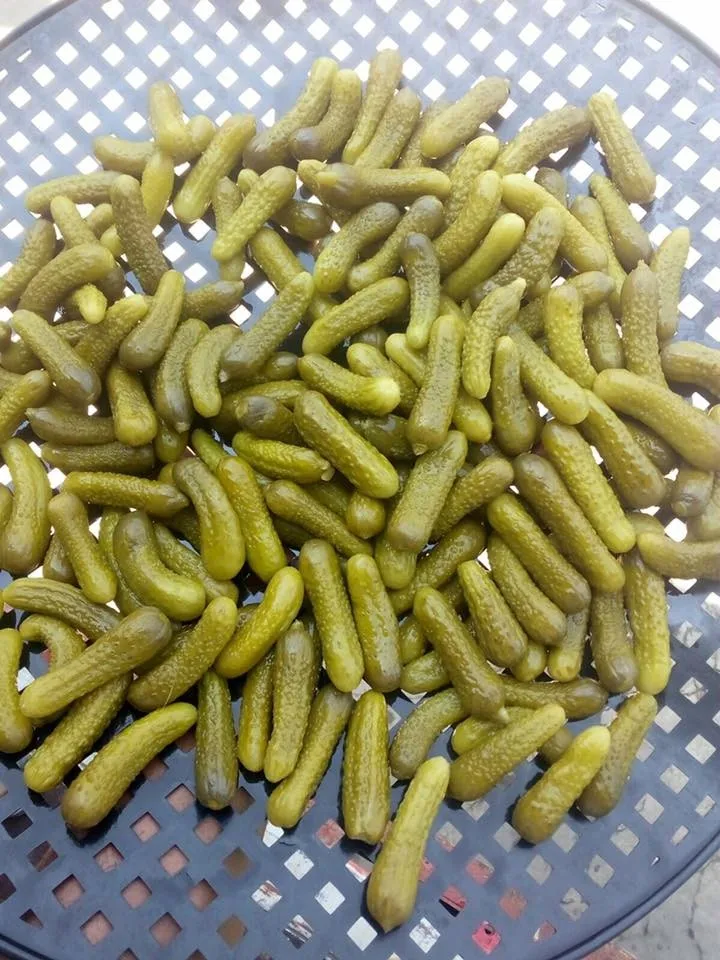 Pickled Gherkins Cucumber Size 36cm In Basket 25 Kgs Buy Pickled