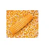Dry Maize/Dried Yellow Corn/Dried Sweet Corn Best Price Competitive Price