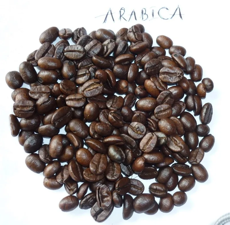 High Quality Roasted Robusta Coffee Bean Buy Roasted Coffee Beans