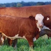 Bulls Simmental Beef Cattle