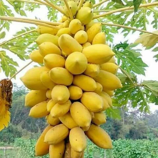 Wholesale Fresh Papaya Buy Papaya Buyers,Hybrid Papaya Seeds,Papaya