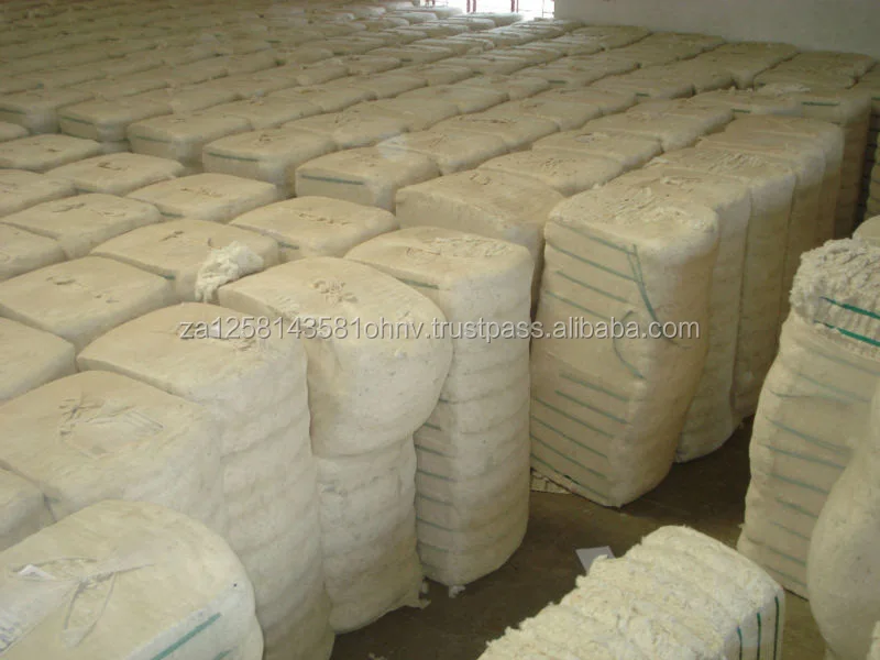cotton 1.jpg