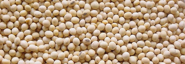 Non Gmo Dried Soyabean Seed Supply in Bulk from Leading Supplier