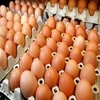 /product-detail/fresh-white-brown-chicken-eggs-for-sale-50038626027.html