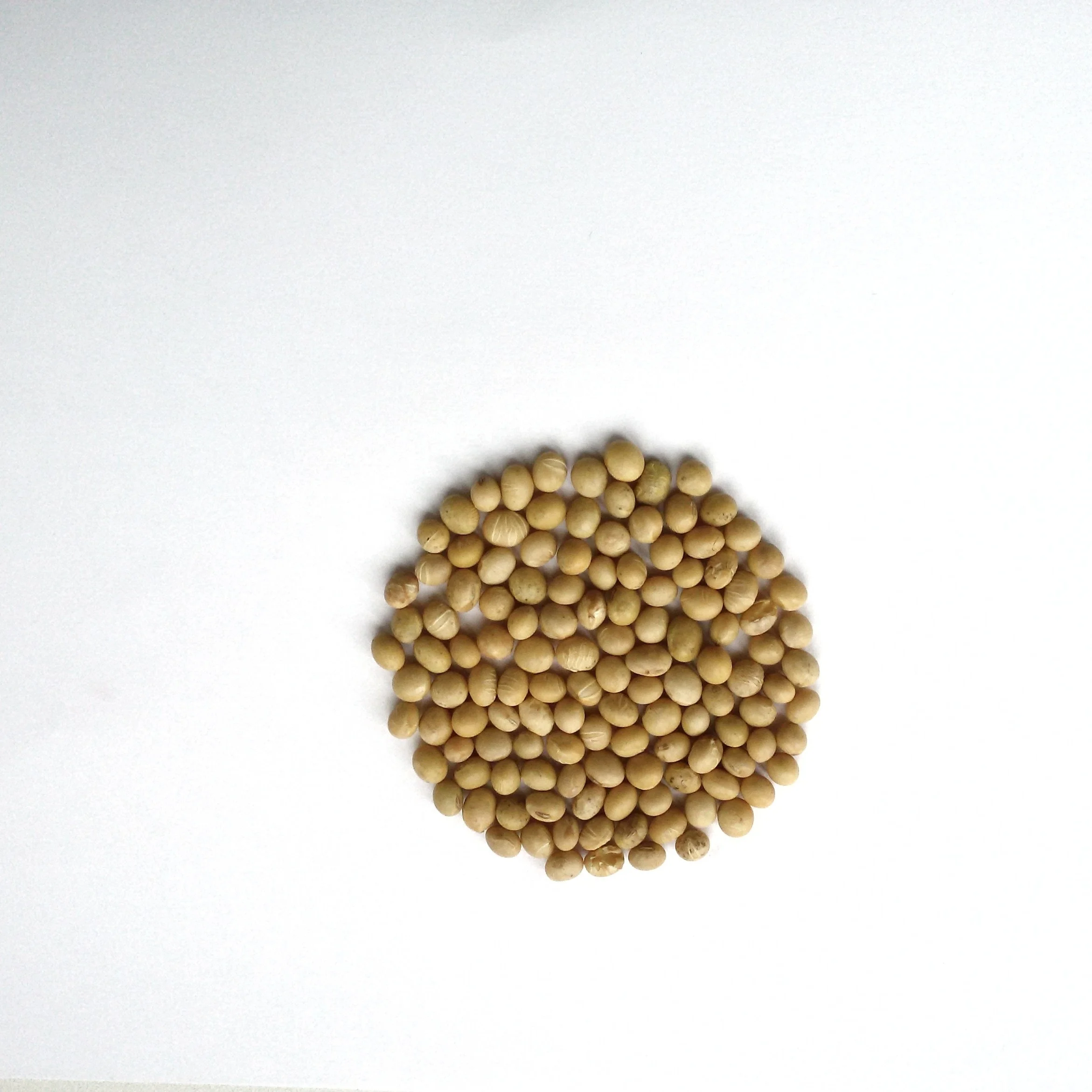 Buy Buy Soybean Seeds,100 Natural Nongmo Buy Buy Soybean Seeds