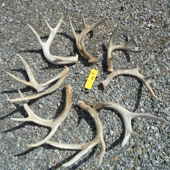 Whole Red Deer Antlers For Sale - Buy 