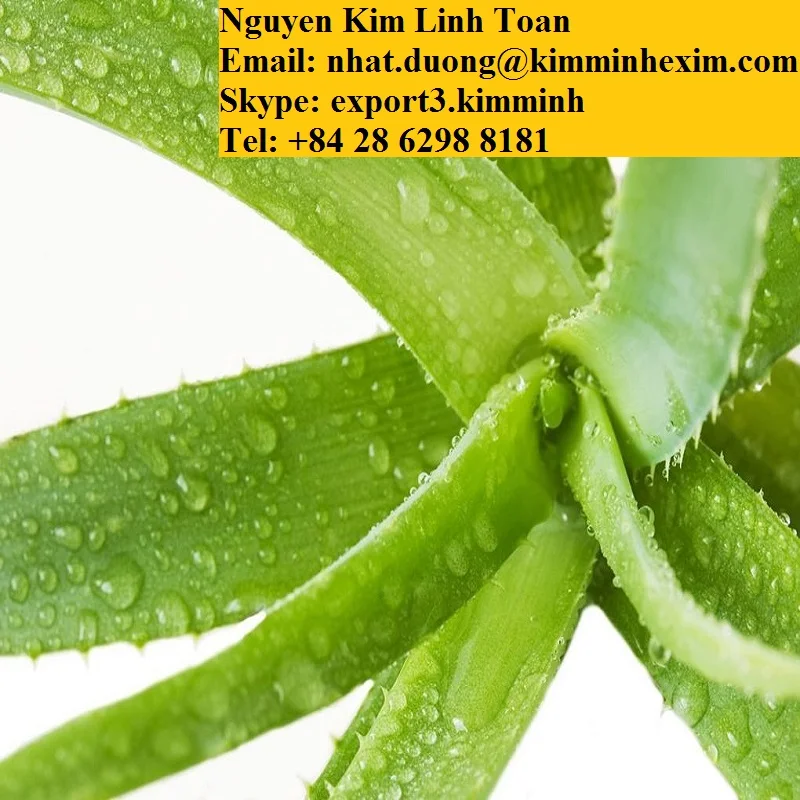 ALOE VERA LEAVES .jpg