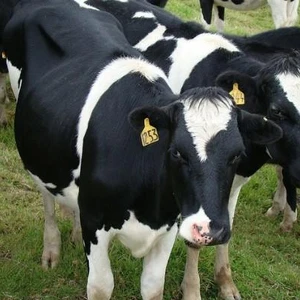 Cow Sale Cow Sale Suppliers And Manufacturers At Alibaba Com