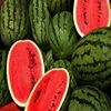 Fresh Cantaloupe Melon,High Quality Fresh Water Melon for sale