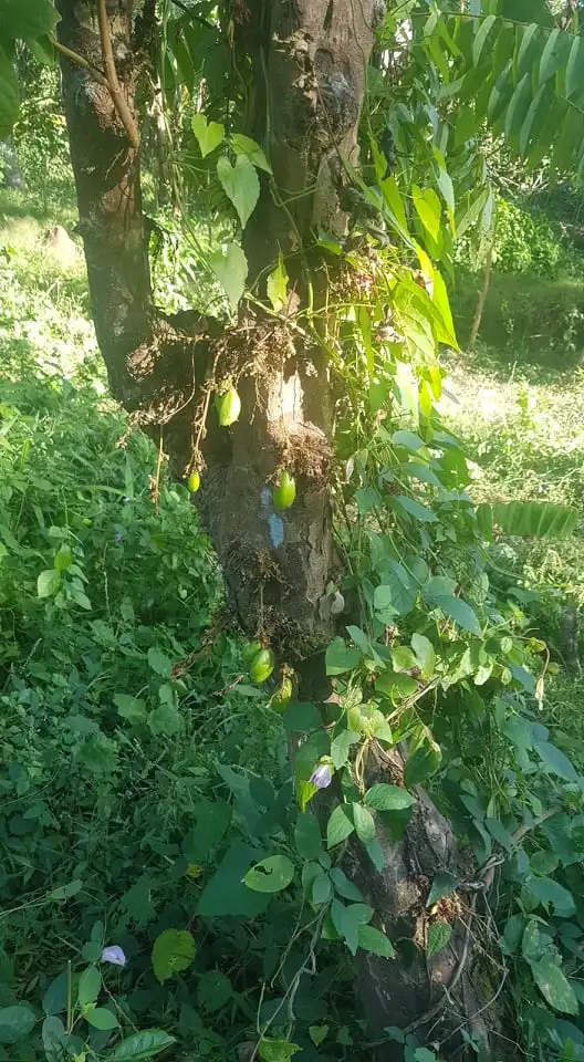 
Own or Lease Cool Climate Land in Cavite Philippines near Tagaytay 