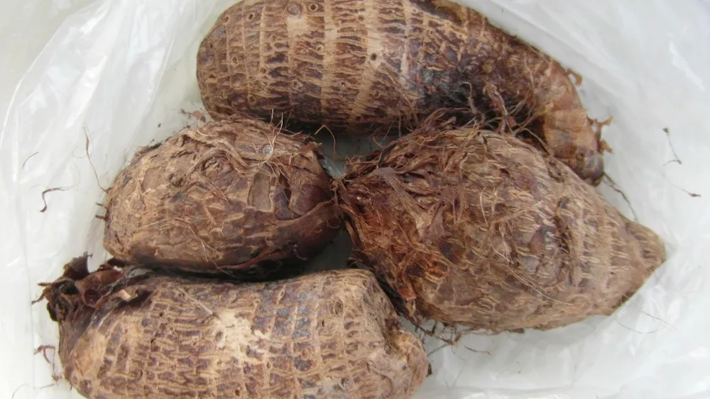 全新鲜芋头根 2019