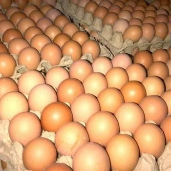 Farm Fresh Chicken Table Eggs Brown And White Shell Chicken Eggs Buy Fertilized Chicken Eggs Suppliersturkey Hatching Eggs For Salefertilized