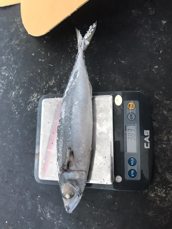 
FROZEN PACIFIC MACKEREL W/R 
