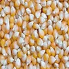Yellow Corn/Maize