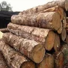 First Quality PINE Wood Logs