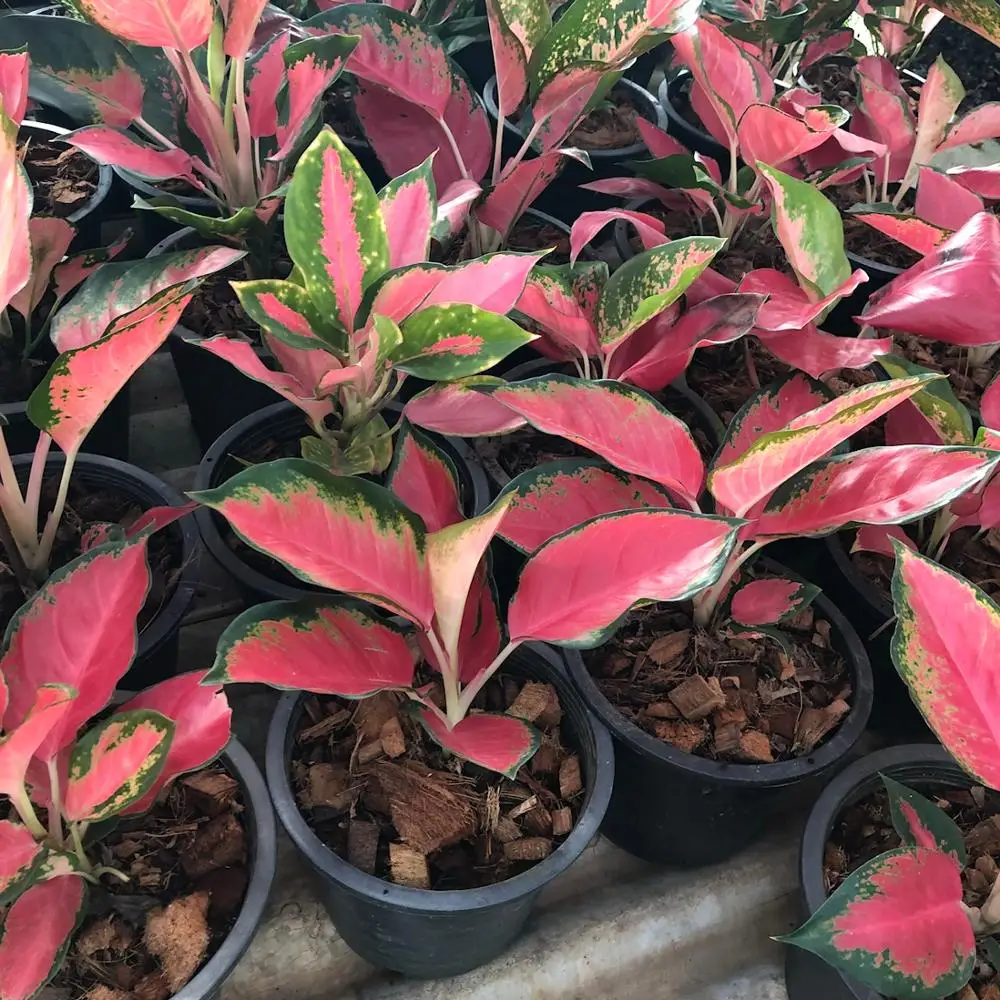 
Wholesale Aglaonema Pot Plants in Thailand @ Best Price Try us!! 
